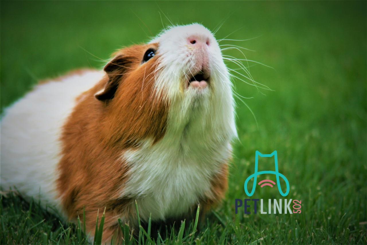 PetLink GT